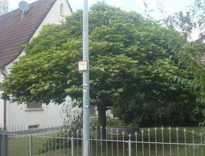 Baumseitlich2.JPG