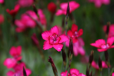 Dianthus-Juni-1.jpg