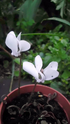 C.hedifolium_albiflorum.JPG