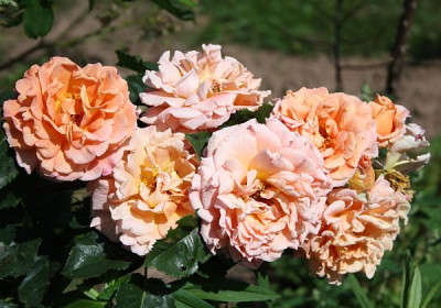 erzgebirgsrose_2012_3.jpg