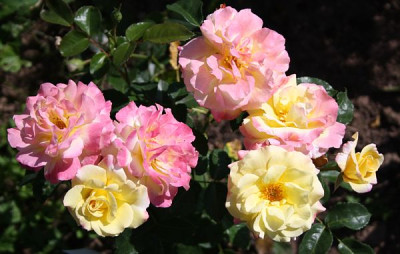 Pillnitz_2012_-_1.jpg