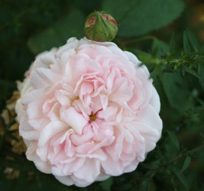 Eglantyne_2012_1.jpg