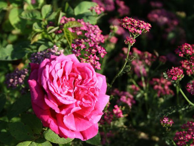 Prince_de_Porcia_2012_1.jpg