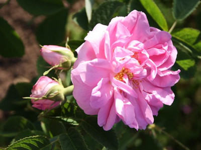 Herbstdamaszener_2012_1.jpg