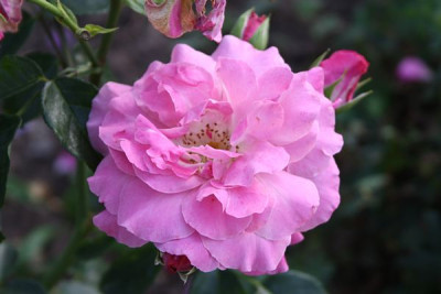 Heilige_elisabeth_2012_3.jpg