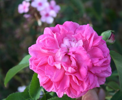 baronne_prevost_2012_1.jpg