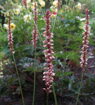 IMG_6468_Bistorta_amplexicaulis_Rosalind.jpg
