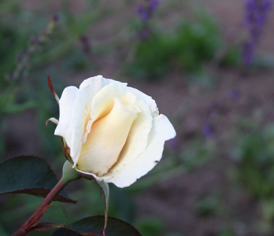 white_Nights_2012_1.jpg