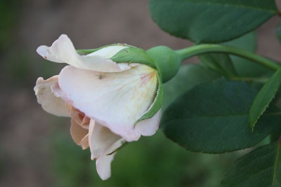 grey_pearl_2012_4.jpg