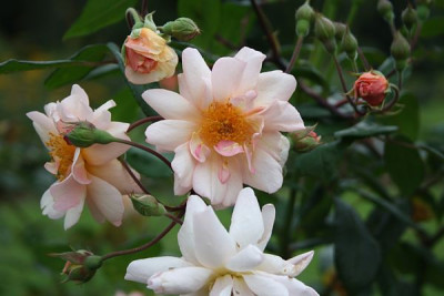 Opal_brunner_2012_1.jpg