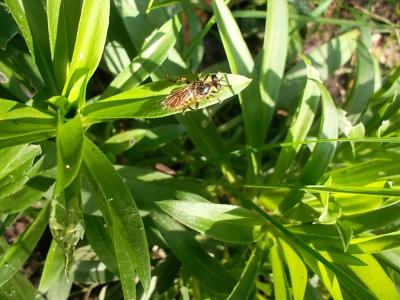 Insektunbek.jpg
