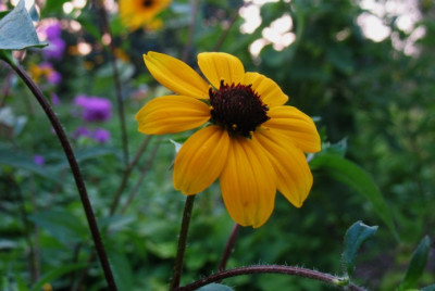 IMG_6410_Rudbeckia_triloba.jpg