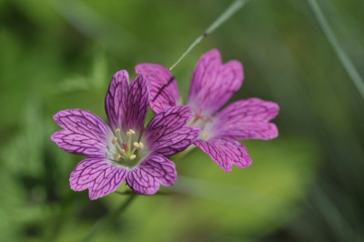 2012-08_Geranium_xy_Blute.jpg