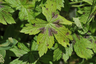 2012-08_Geranium_xy_Blatt.jpg