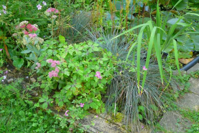 2012-08_Geranium_xy_Habitus.jpg