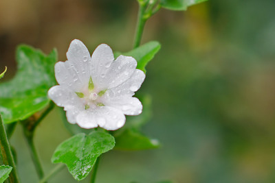 Lavatera-thuringiaca-Aug2612.jpg
