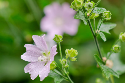 Lavatera-thuringiaca-2-Aug2612.jpg