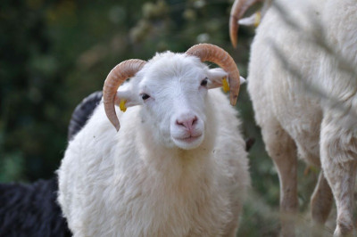 skuddenportrait1.jpg