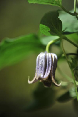 Clematis_fusca_var._violacea.jpg