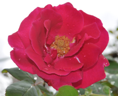 Richmond_Clg_12__1921.jpg