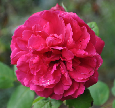 Tess_of_the_dUrbervilles_12__1911.jpg