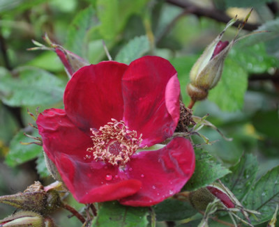 Basyes_Purple_Rose_12___1904.jpg
