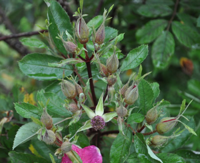 Basyes_Purple_Rose_12__1905.jpg