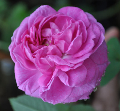 Gloire_de_Chedanne-Guinoiseaux__12__1842.jpg