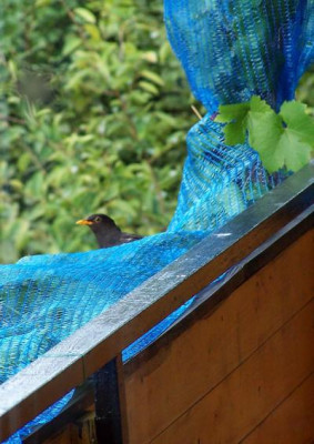 freche_Amsel.jpg