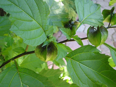Nicandra1.jpg