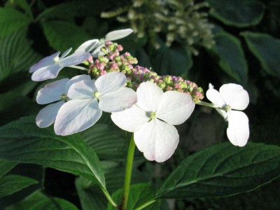 Hydrangea_macrophylla_Mariesii_Perfekta_1024x768.jpg