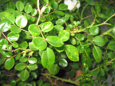 KrankeRose.jpg