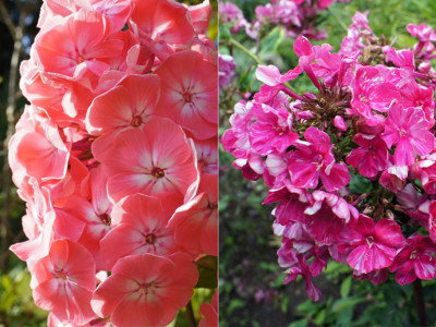 lachs_versus_dunkelrosa.jpg