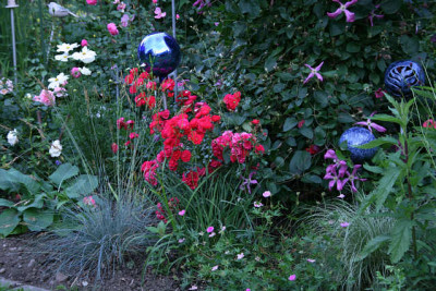 Rose_Gartnerfreude0211a.jpg