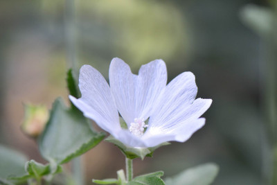 Lavatera-thuringiaca-Aug2912.jpg