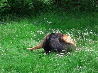 Nelly_putzt_sich.JPG