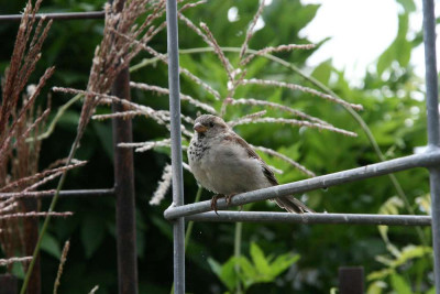 Spatz0112_1.jpg