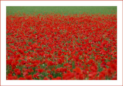 Papaver_-_Rot-Gruen_-_Lourmarin_22-05-05.jpg