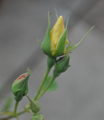 Mutabilis_bianca_12__1822.jpg