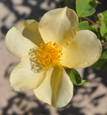 Mutabilis_bianca_12__1951.jpg