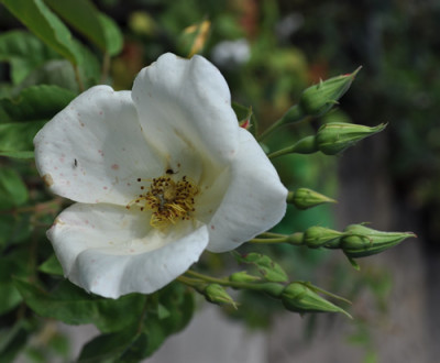 Mutabilis_bianca_2_12__1949.jpg