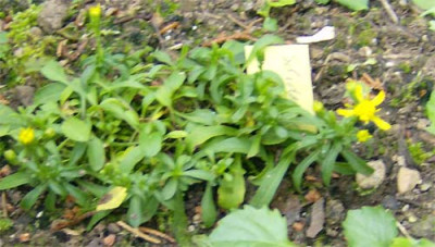 Solidago-unbekannt-300812.jpg