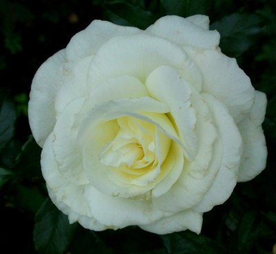 DSC02059a.jpg