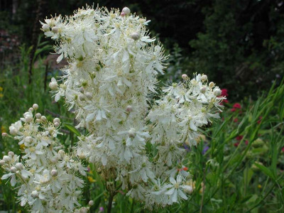 Filipendula_ulmaria.jpg