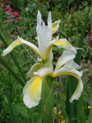 Iris_spuria_Hybride.jpg