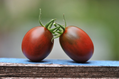Brown_Egg_Cherry.jpg