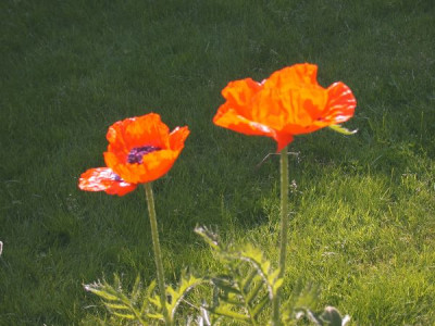 Altmohn_Birke_1002.jpg