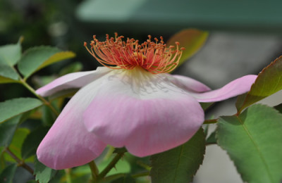 Fruehlingsmorgen_12__1537.jpg
