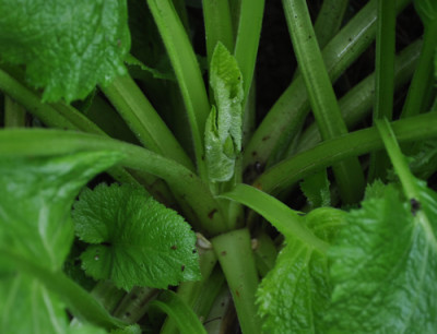 Rosette_12__2029.jpg