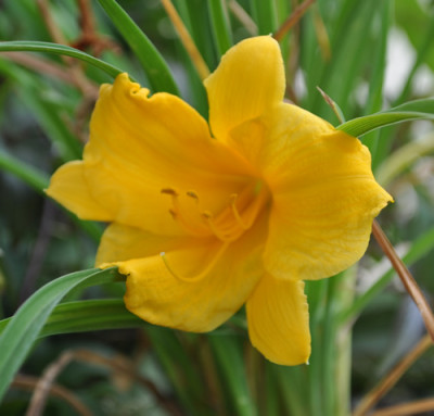 Stella_de_Oro_12__1619.jpg